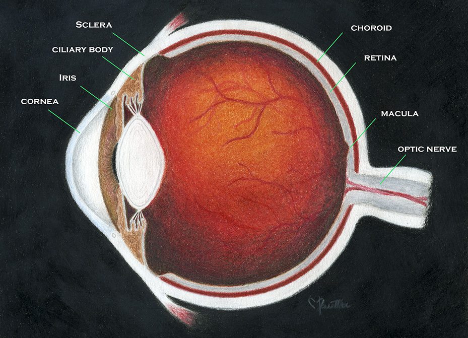 www.scottpautlermd.com