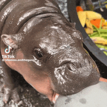 a close up of a hippo 's nose with a tiktok watermark