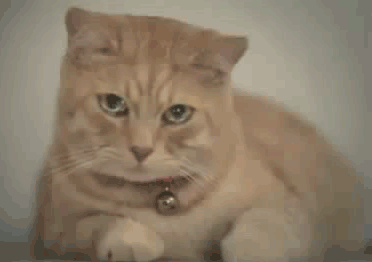 6sBmDSK.gif