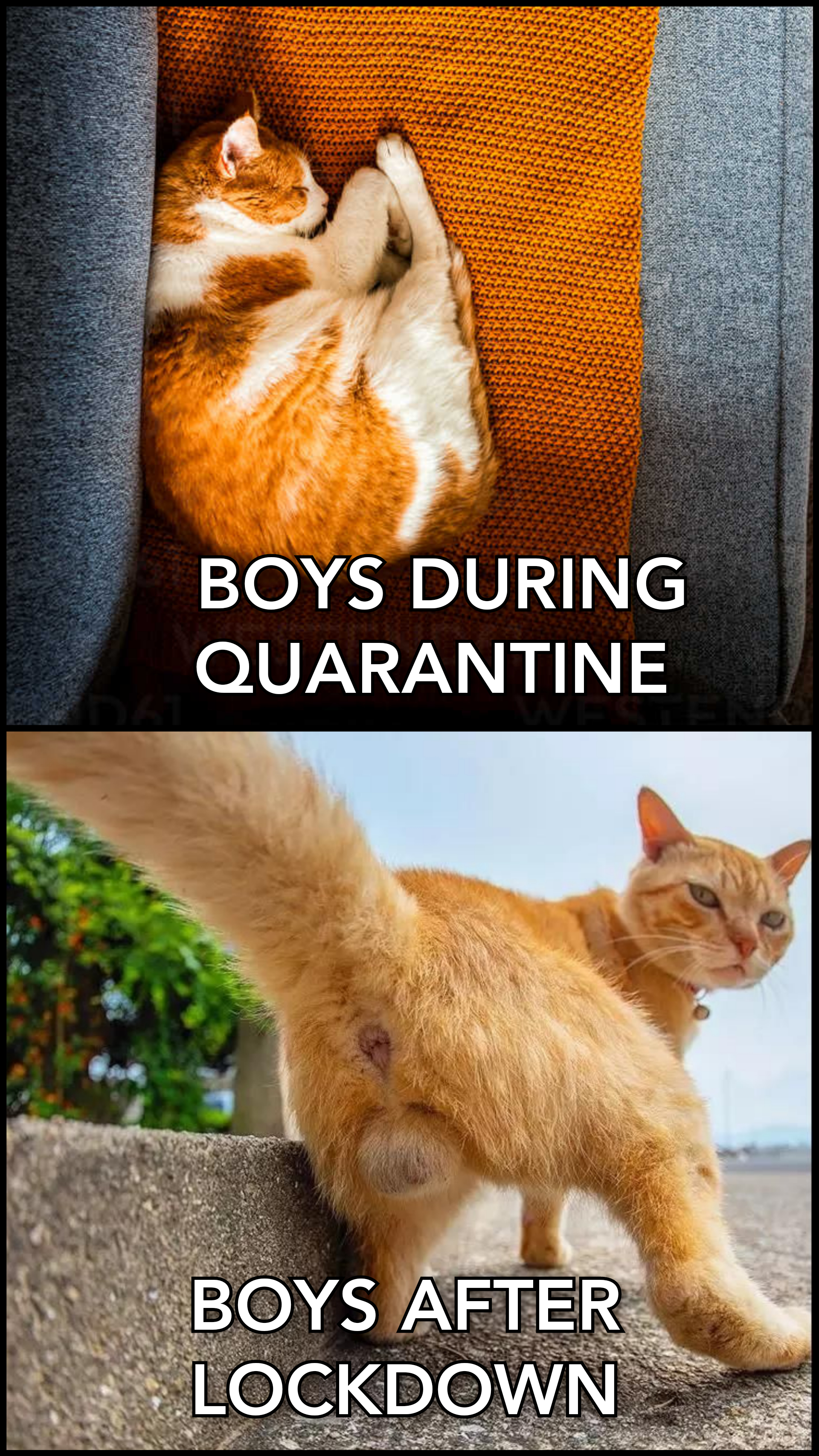 vwbamsat0wo61.jpg
