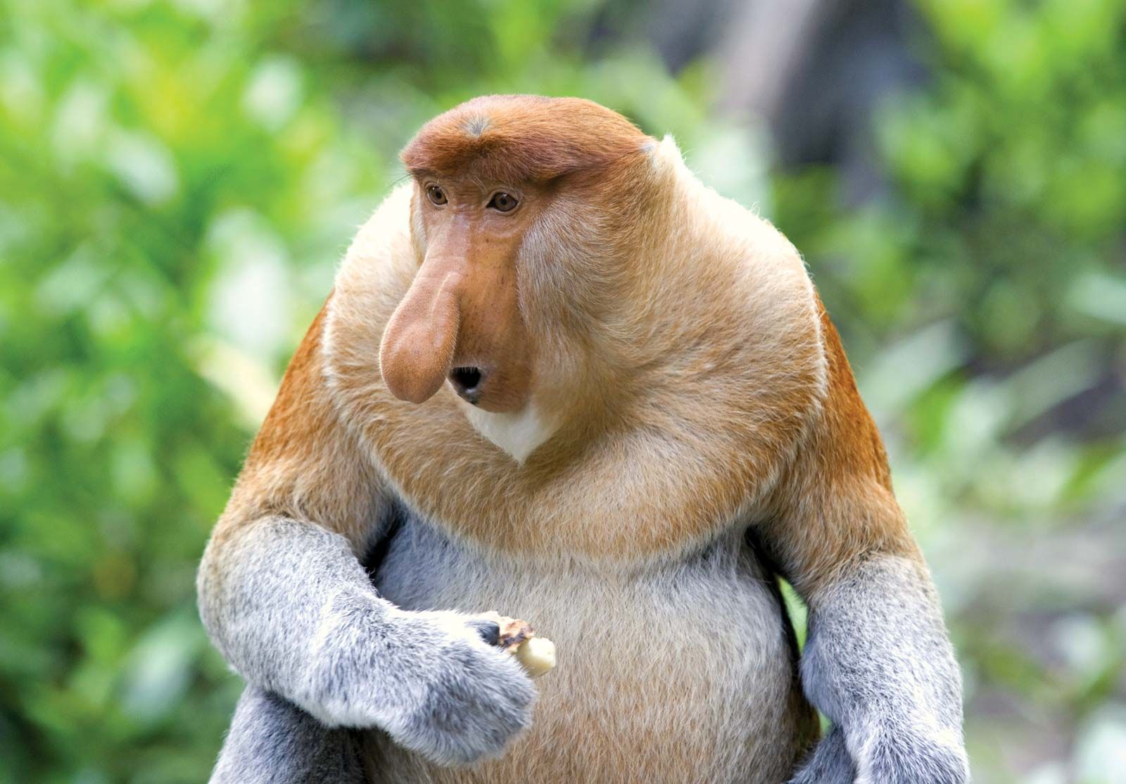 Proboscis-monkey.jpg