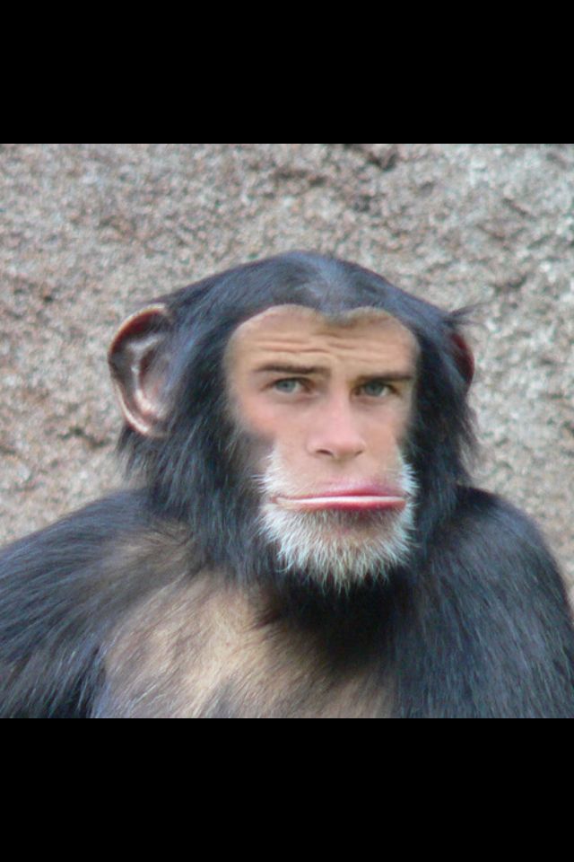 Gareth 'Donkey Kong' Bale. | Chimpanzee, Primates, Gorilla