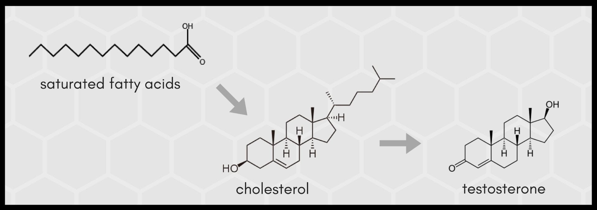 Saturated-fat-cholesterol-testosterone.jpg