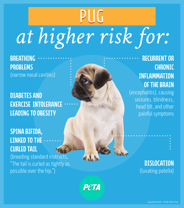 pug.png