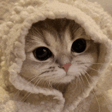 Cute Cat GIFs | Tenor