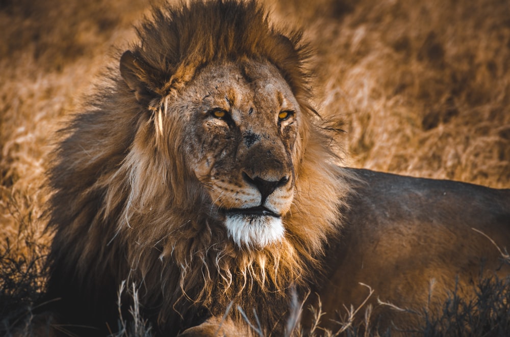 Lions | 90 best free lion, animal, big cat and wildlife photos on Unsplash