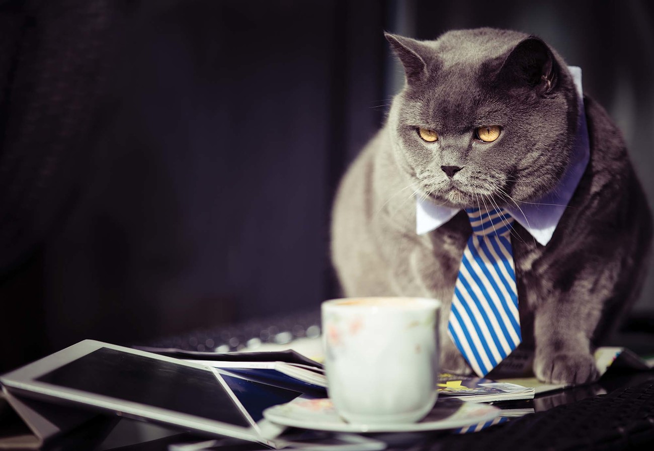 cat-boss-i76826.jpg