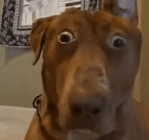a close up of a brown dog 's face with a surprised look on its face .