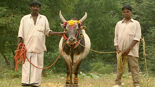 Holy Cow | Hinduism's Sacred Animal | Nature | PBS