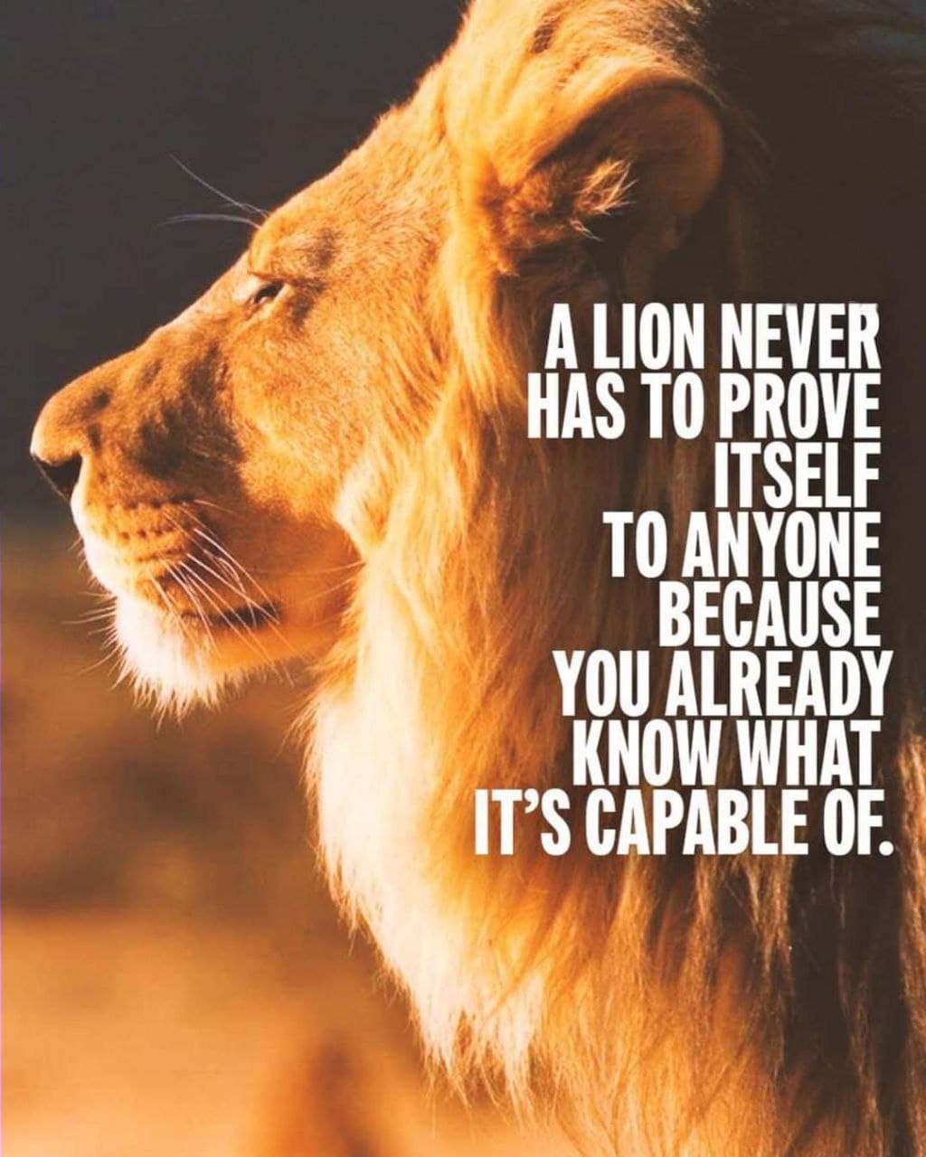 A Lion never has to prove itself to anyone because you ...