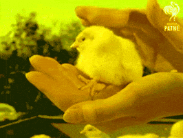 chick GIF