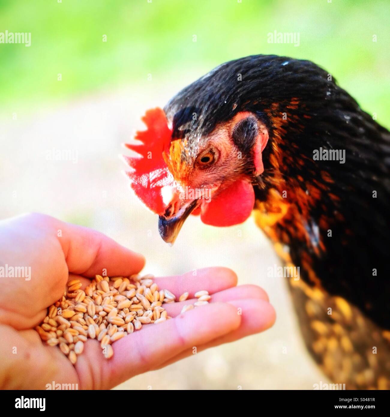 chicken-hen-eating-grains-from-mans-hand-S0481R.jpg