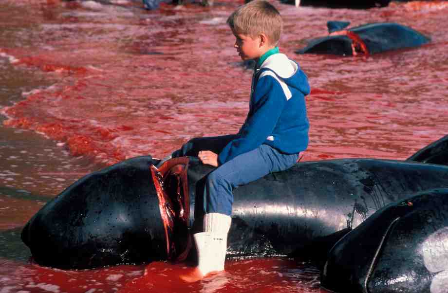 Faroe_Islands_Pilot_Whale_Hunt.jpg