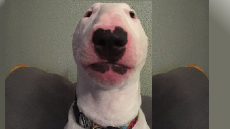 Nelson the Bull Terrier / Walter | Know Your Meme
