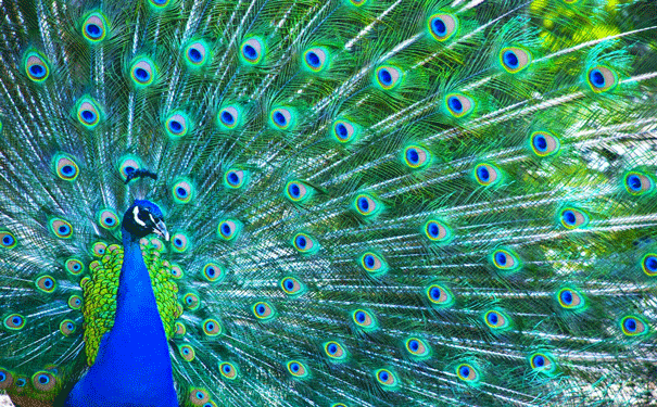 pretty-peacock.gif