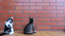 Kitten Attack GIF - Attack Kitten Cute GIFs
