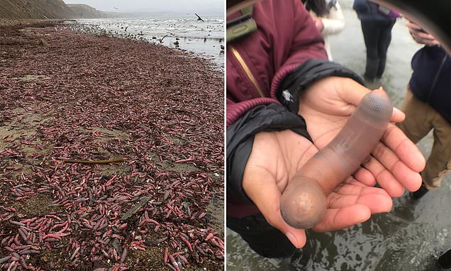 Thousands of 'penis-fish' washed ashore on California beach