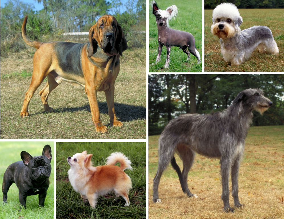 Dog_morphological_variation.png