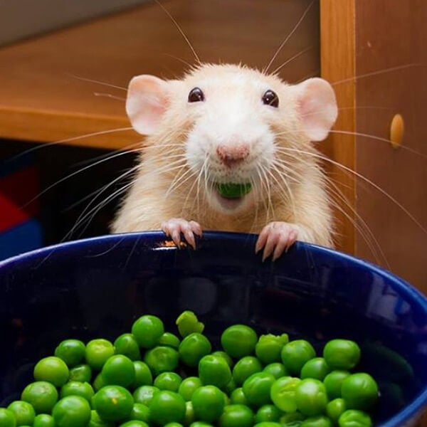 Marty-Eats-Peas.jpg