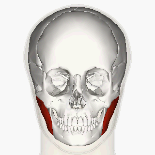 Masseter_muscle_animation_small.gif