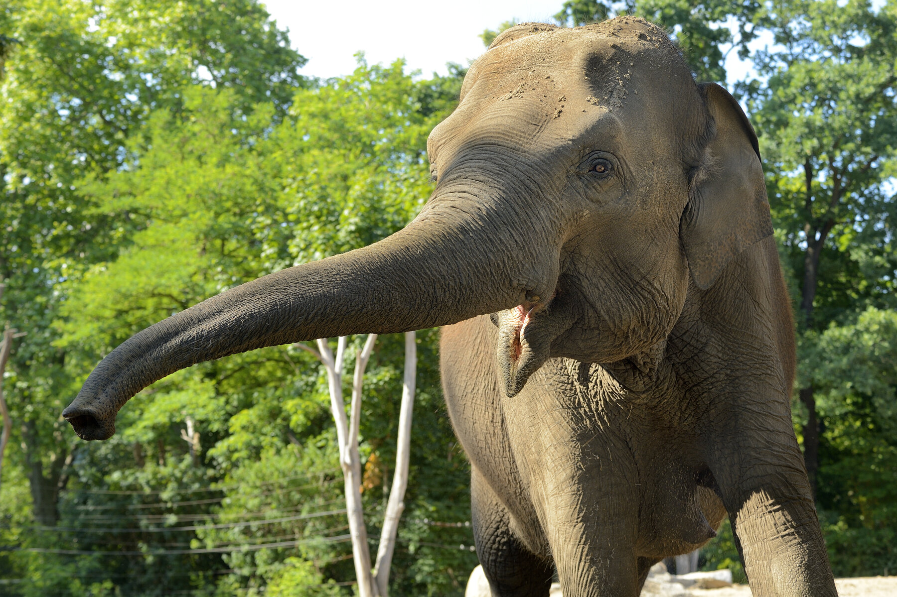 csm_Asiatischer_Elefant_3180_b62e544b85.jpg