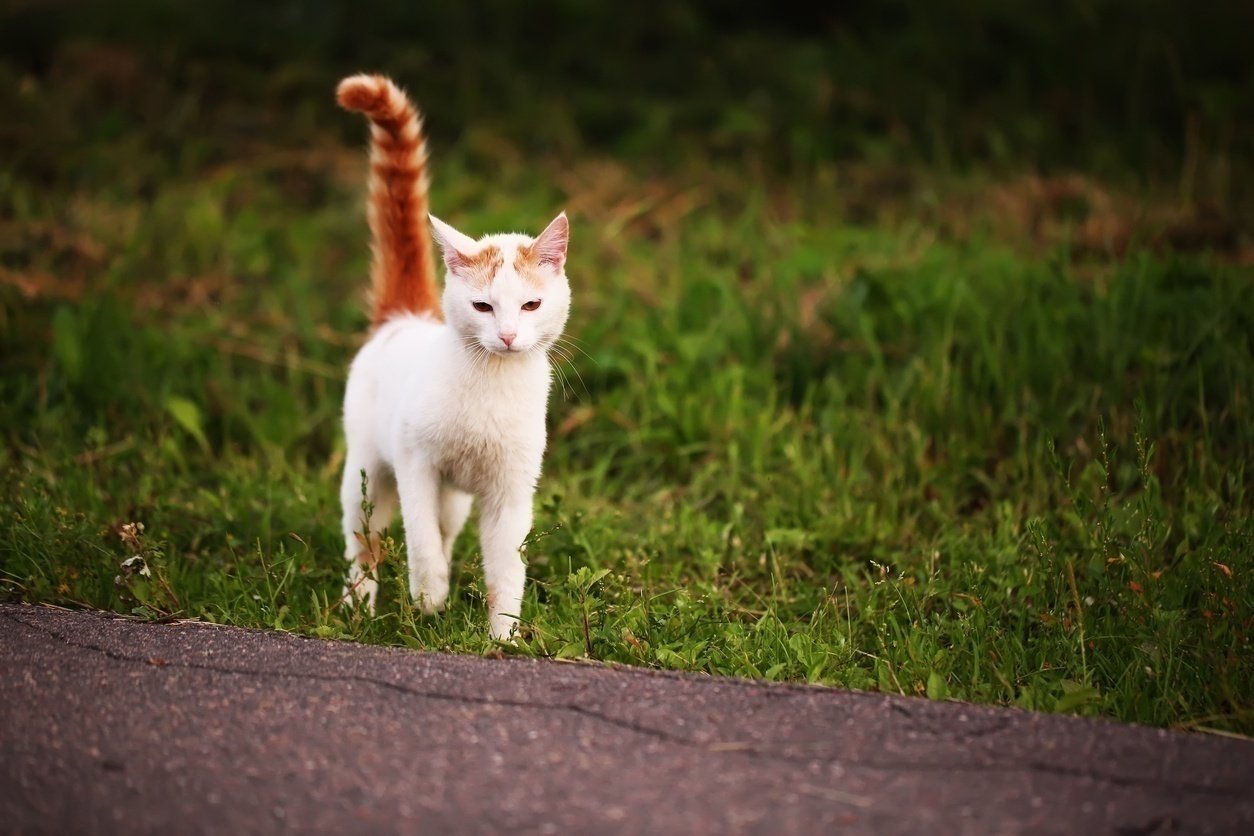 stray-cat.jpg