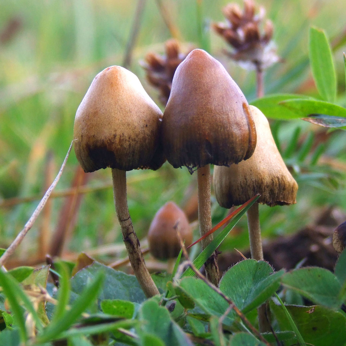 healing-mushrooms.net