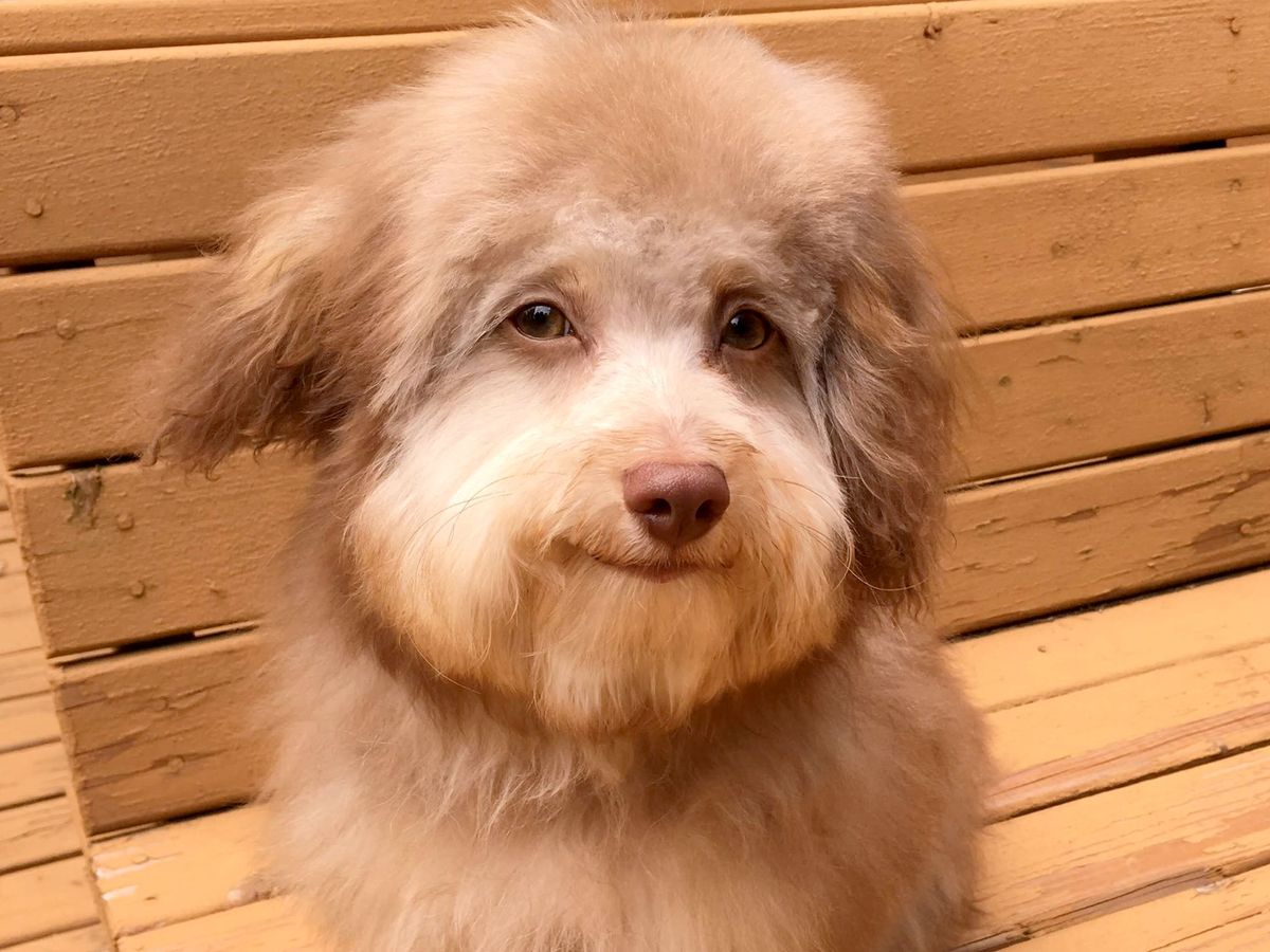 Adorable dog looks so human people are convinced his face has been edited -  The Mirror