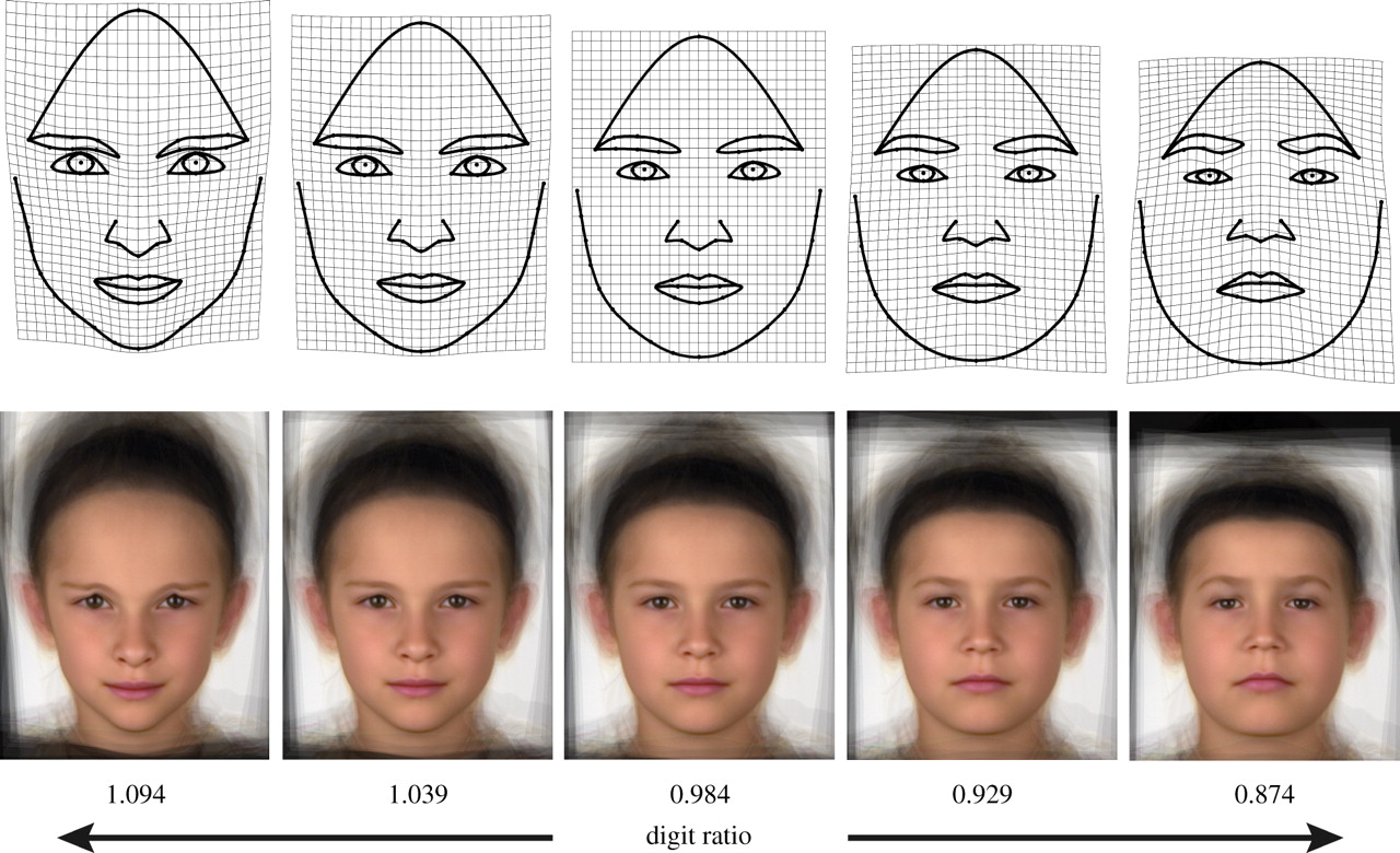 Research and Proof : Dimorphism and Ratios | Vandersgm