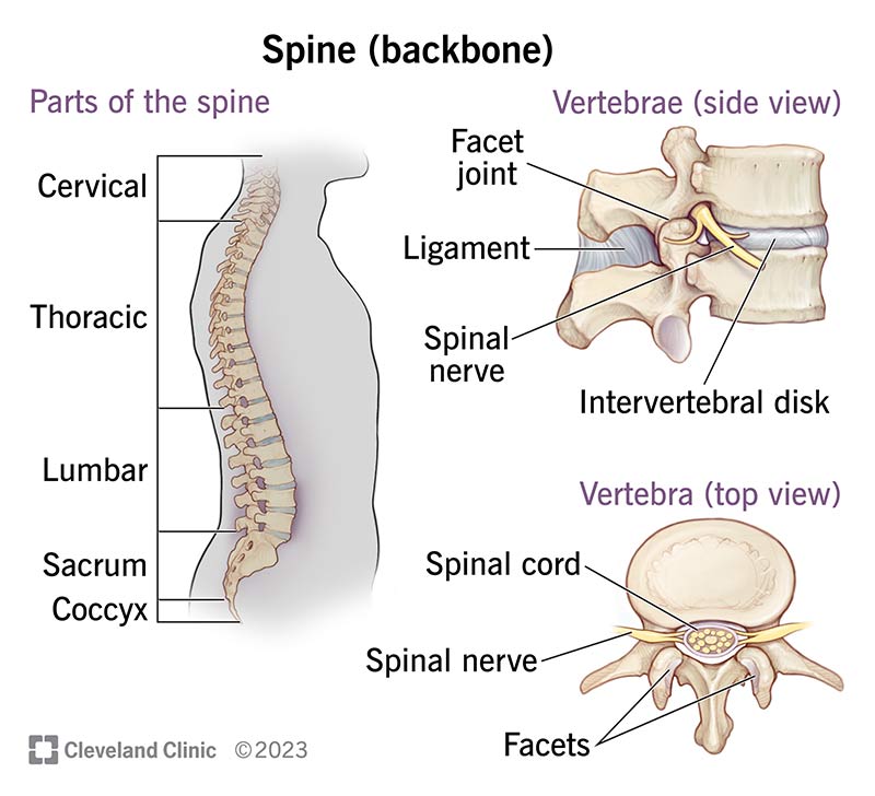 10040-spine-structure-and-function