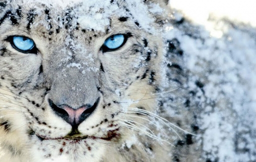 Apple-Snow-Leopard-512x324.jpg