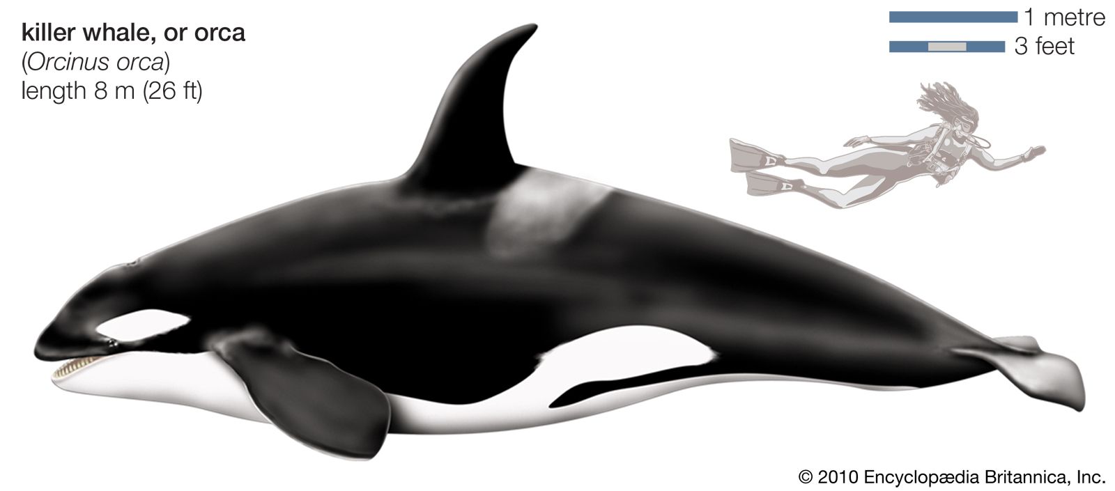 Orca-killer-whale.jpg