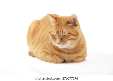 cat-sit-loaf-pose-on-260nw-276077276.jpg