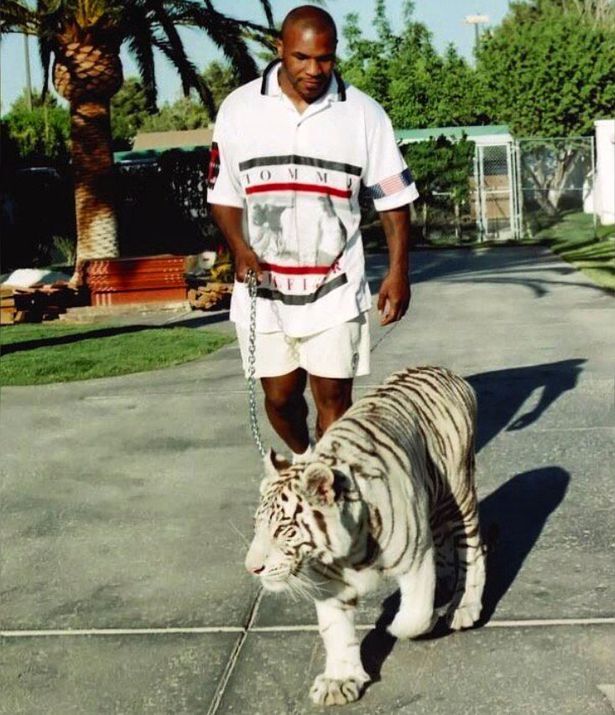 0_Tyson3.jpg