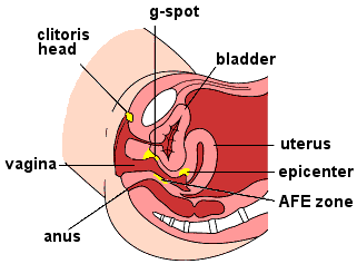 4_sex_centers.gif