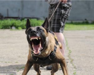 Growly Dog Classes | Training Tracks Canine Learning Center