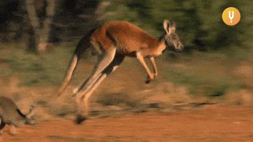 Kangaroo Jumping GIF by CuriosityStream