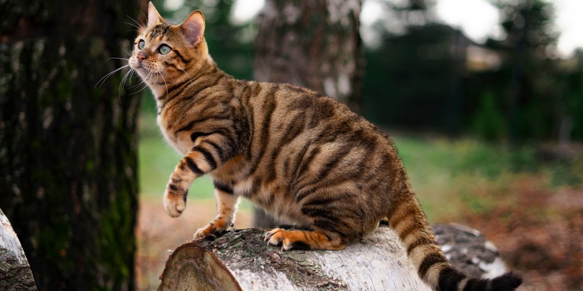 toyger-cat-breed.jpg