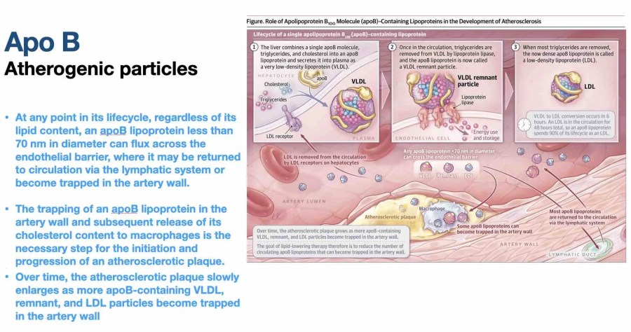 apo-b-lifecycle1.jpg