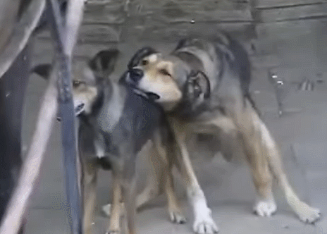 Frwr.gif