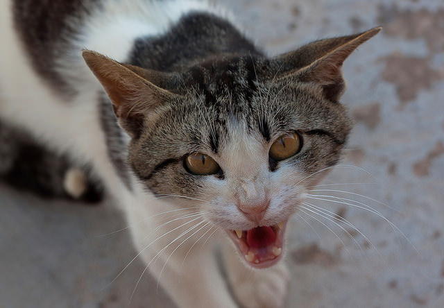 6 Signs Your Cat Is Angry - What to look for in your cat's behavior