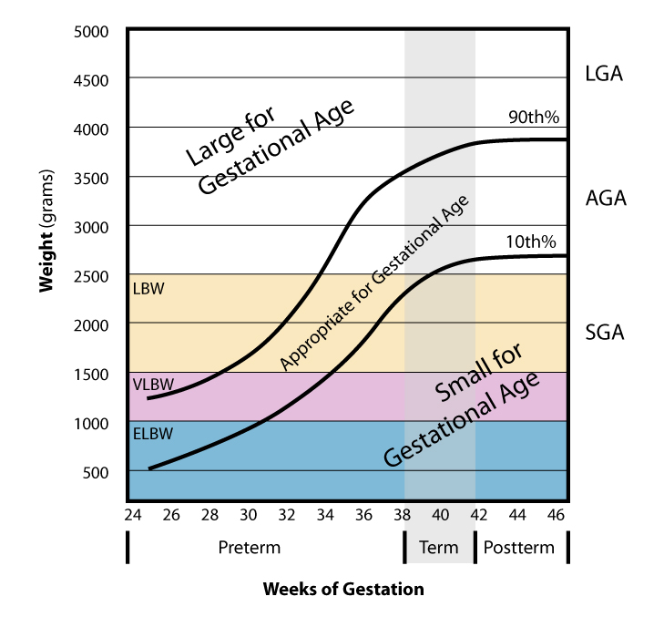 Weight_vs_gestational_Age.jpg