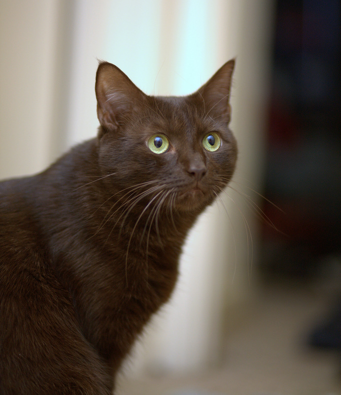 Havana_Brown_-_choco.jpg