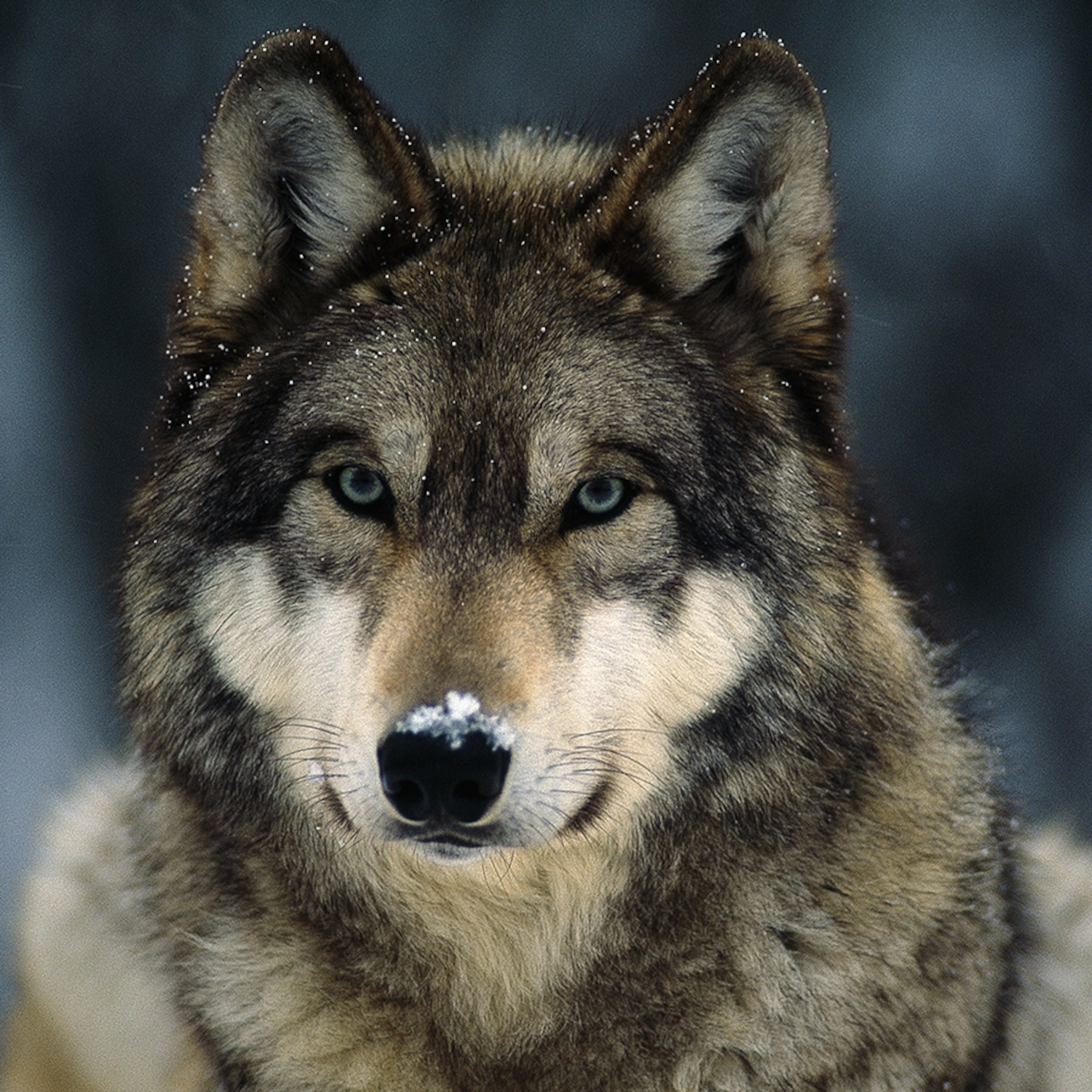 gray-wolf-closeup_square.jpg