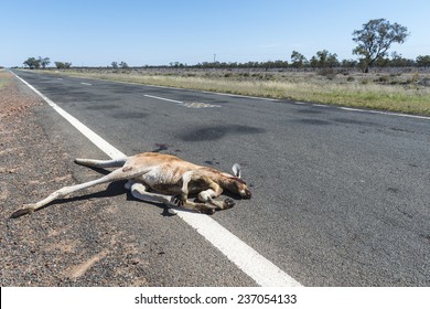 kangaroo-road-kill-outback-australia-260nw-237054133.jpg