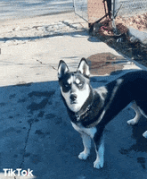 Sei Serio Seriously GIF by TikTok Italia