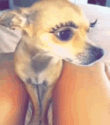 Lashes GIFs | Tenor