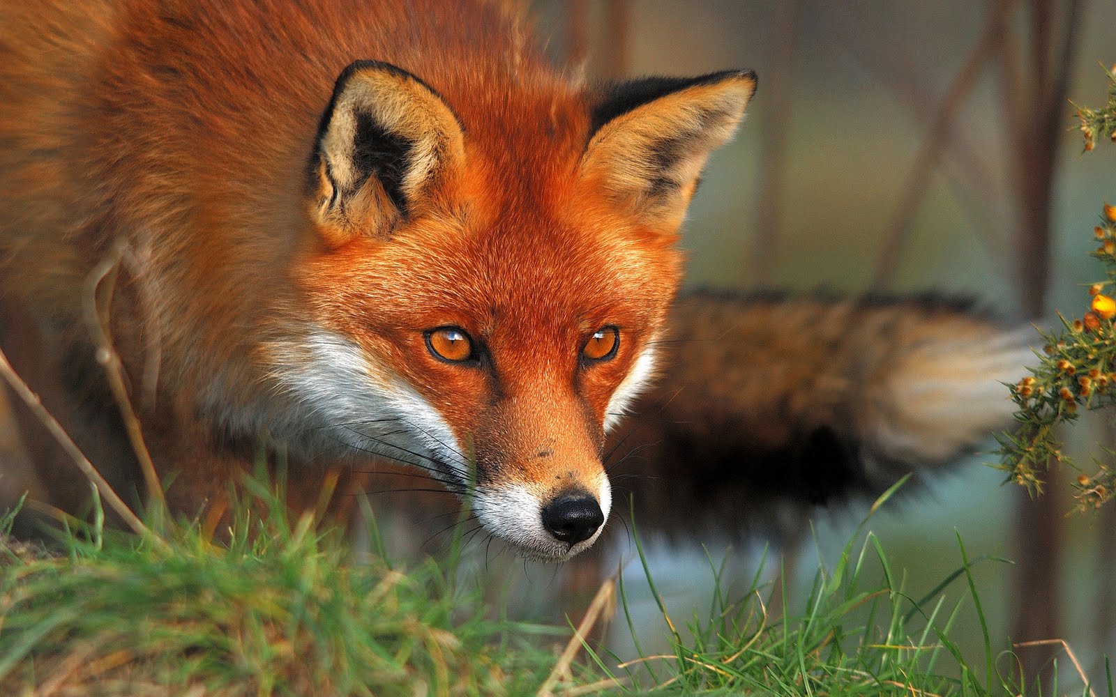 Red-Fox-Face.jpg