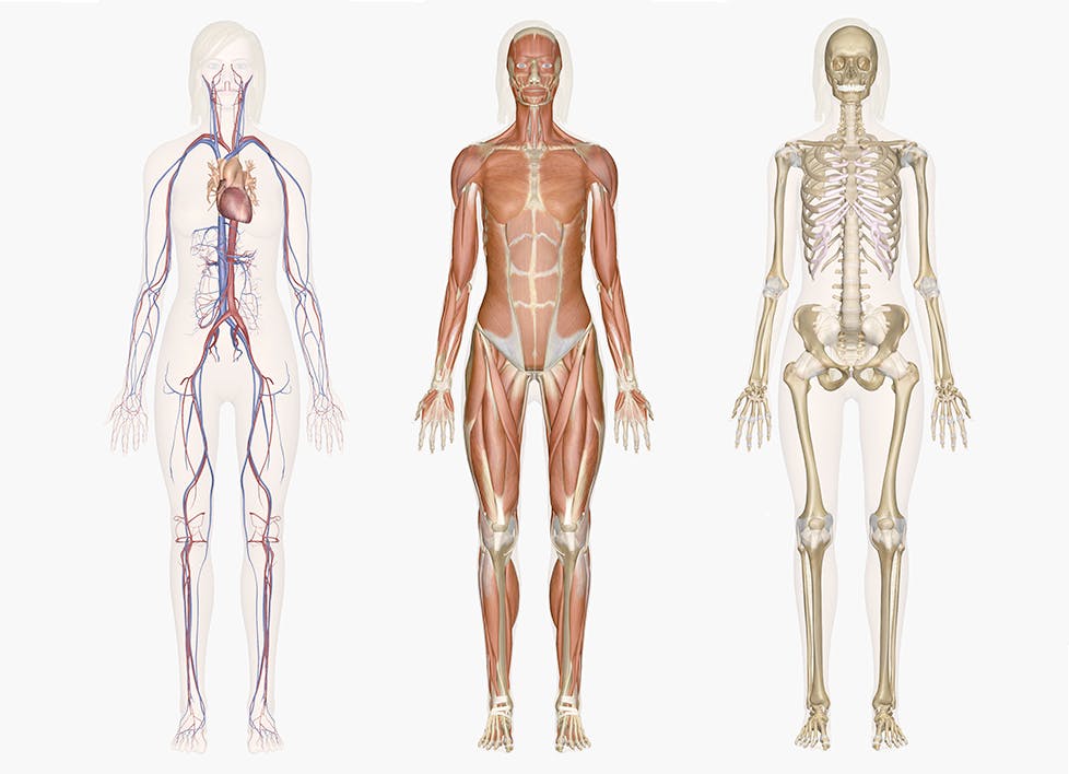 www.innerbody.com