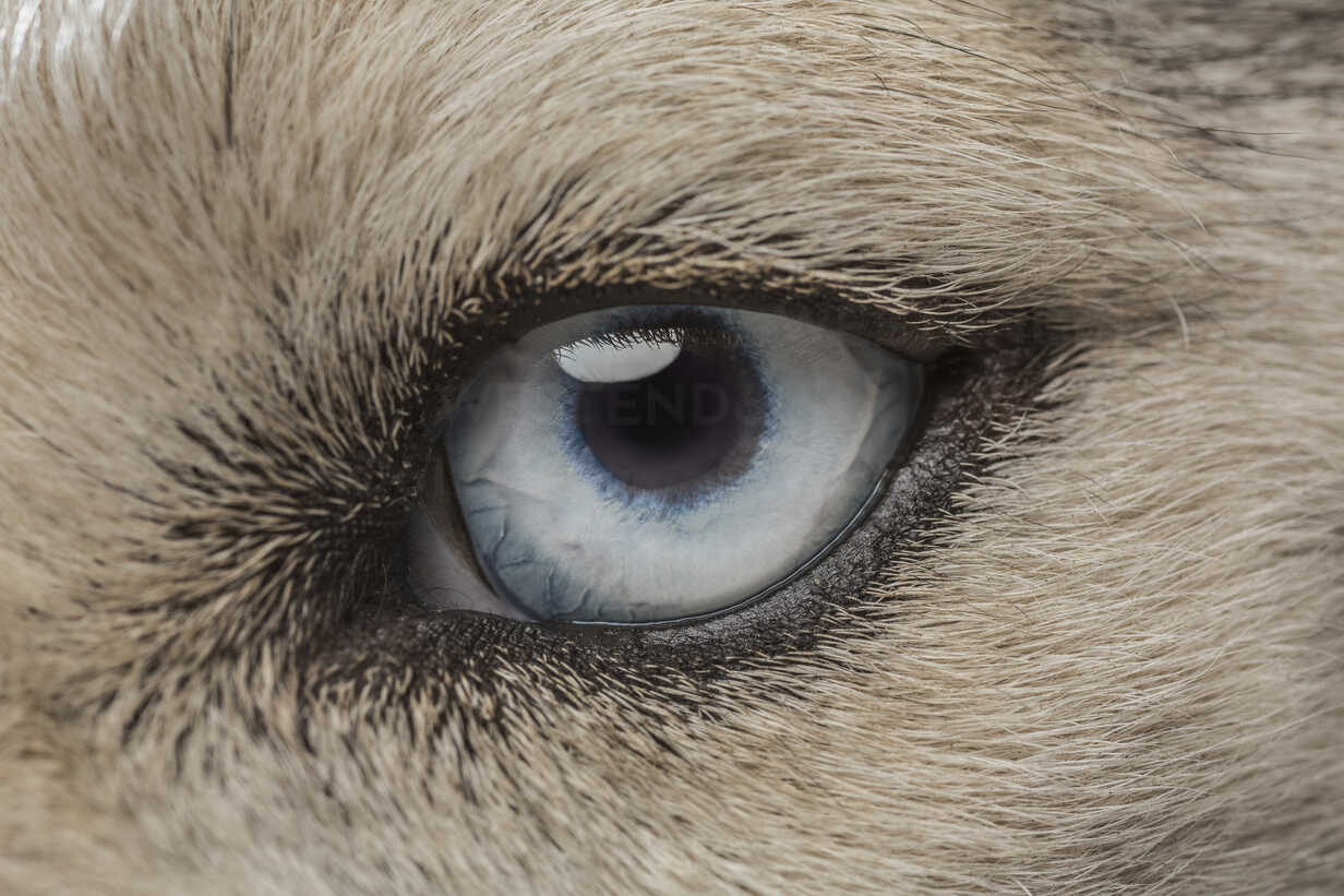 eye-of-siberian-husky-FSIF00953.jpg